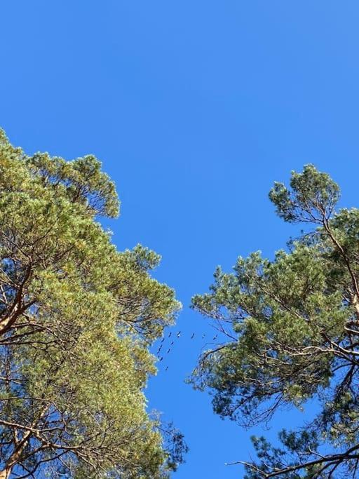 Gaestesuite Am Waldrand, Ausstieg Auf Zeit Heideblick Exteriér fotografie